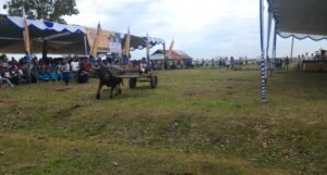 Ternak Kerbau Kian Menggiurkan, Masyarakat OKI Diminta Manfaatkan Peluang