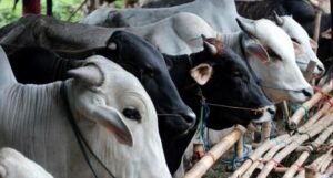 Pemkab Bentuk Tim Pemantau Hewan Kurban