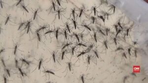 Indonesia Bersiap Diri Menghadapi Serangan Virus Zika