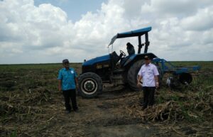 Zero Burning Tingkatkan Produksi Tebu Organik