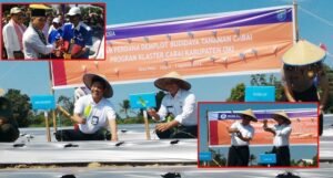 Pemkab OKI dan BI Kembangkan Budidaya Tanaman Cabai