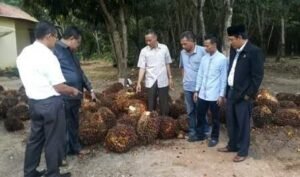 Sawit Dikembalikan ke KUD, Komisi II DPRD OKI Turun Tangan