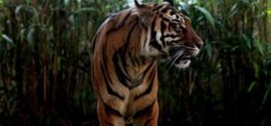 Harimau Sumatera Masuk Kepemukiman Warga Kedaton. Benarkah?