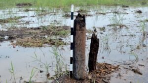 Demam Harta di Lahan Gambut Dicari, Diambil Hingga Dijual