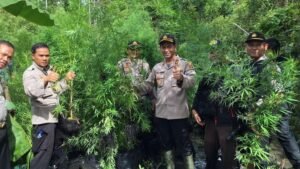 Bupati Kaget ada Ladang Ganja di Kabupaten OKI&nbsp;