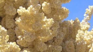 Setelah 50 Tahun, Bunga Gurun Langka Mekar Pertama Kalinya