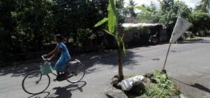 Warga Tanami Lubang Jalintim OI Dengan Pohon Pisang Siap Panen