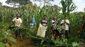 Satgas Yonif 406/CK Bercocok Tanam di Pos Perbatasan RI-PNG