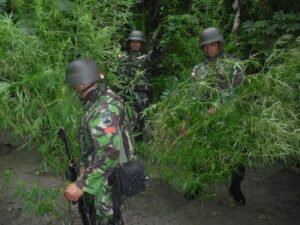 Prajurit TNI Temukan Lahan Ganja di Perbatasan RI