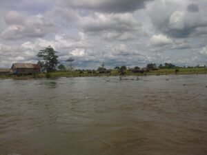 Kerbau Pampangan Kabupaten OKI