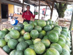 Panen Melimpah, Harga Semangka Anjlok