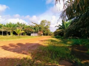 Perusahan Sawit PT. HBA Diduga Masuk Hutan Lindung