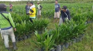 Pemdes Jeriji Kembali Bagikan Bibit Sawit Kepada Petani