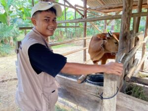 Pemkab Basel Mulai Vaksinasi Ternak untuk Penanganan PMK