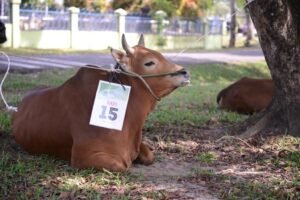 PT Timah Tbk Akan Salurkan 200 Ekor Hewan Kurban