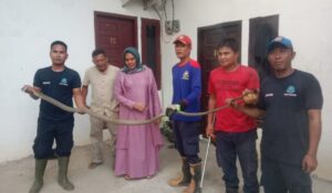 Damkar PALI Evakuasi King Kobra Sepanjang 4 Meter di Talang Subur